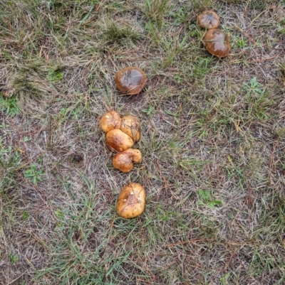 Suillus bovinus at Giralang, ACT - 10 May 2024 by AlexGM