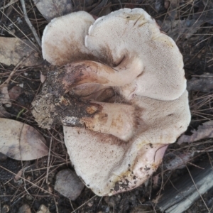 Tylopilus sp. at Bodalla State Forest - 9 May 2024 12:48 PM