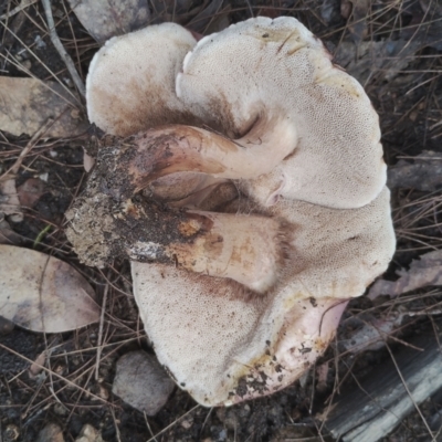 Tylopilus sp. (A Bolete) at Bodalla, NSW - 9 May 2024 by Teresa