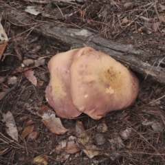 Tylopilus sp. at Bodalla State Forest - 9 May 2024 12:48 PM