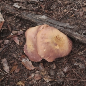 Tylopilus sp. at Bodalla State Forest - 9 May 2024 12:48 PM