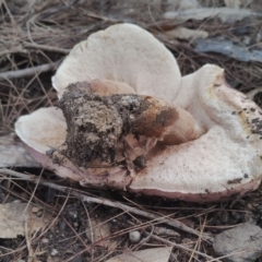 Tylopilus sp. at Bodalla State Forest - 9 May 2024 12:48 PM