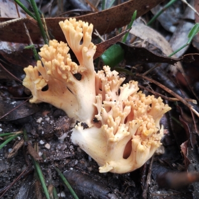 Ramaria sp. at Bodalla State Forest - 8 May 2024 by Teresa