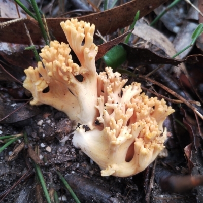 Ramaria sp. (genus) (A Coral fungus) at Bodalla State Forest - 9 May 2024 by Teresa