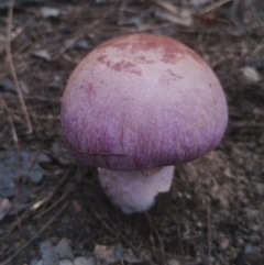 Cortinarius sp. (Cortinarius) at Bodalla, NSW - 9 May 2024 by Teresa