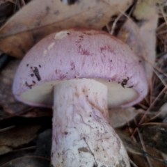 Cortinarius sp. at Bodalla State Forest - 9 May 2024