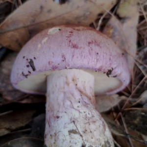 Cortinarius sp. at Bodalla State Forest - 9 May 2024 12:52 PM