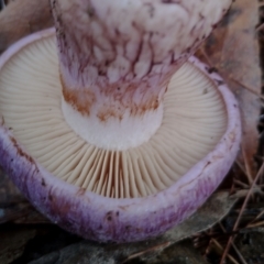 Cortinarius sp. at Bodalla State Forest - 9 May 2024