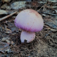 Cortinarius sp. at Bodalla State Forest - 9 May 2024 12:52 PM