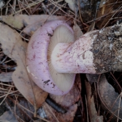 Cortinarius sp. at Bodalla State Forest - 9 May 2024 12:52 PM