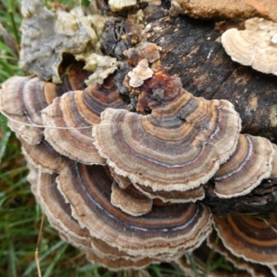 Trametes versicolor (Turkey Tail) at suppressed - 9 May 2024 by arjay