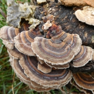 Trametes versicolor (Turkey Tail) at suppressed by arjay
