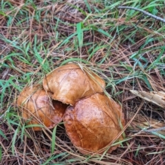 Suillus sp. (A bolete ) at Giralang, ACT - 10 May 2024 by AlexGM