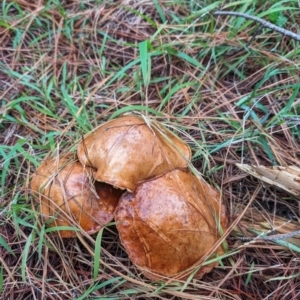 Suillus sp. at Giralang, ACT - 10 May 2024