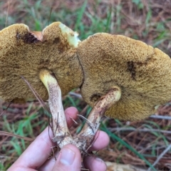 Suillus sp. at Giralang, ACT - 10 May 2024