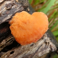 Trametes coccinea (Scarlet Bracket) at QPRC LGA - 9 May 2024 by arjay