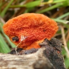 Trametes coccinea at QPRC LGA - suppressed