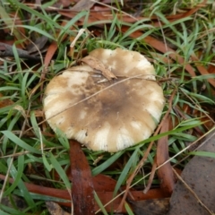 Russula sp. (Russula) at Charleys Forest, NSW - 9 May 2024 by arjay