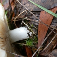 Russula sp. (genus) at QPRC LGA - suppressed