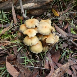 Hypholoma fasciculare at QPRC LGA - 9 May 2024