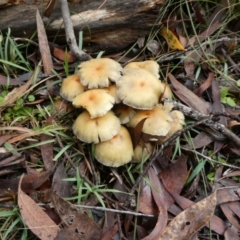 Hypholoma fasciculare (Hypholoma fasciculare) at Charleys Forest, NSW - 9 May 2024 by arjay