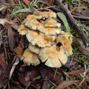 Hypholoma fasciculare at QPRC LGA - 9 May 2024