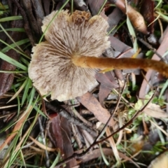 Hypholoma fasciculare at QPRC LGA - 9 May 2024