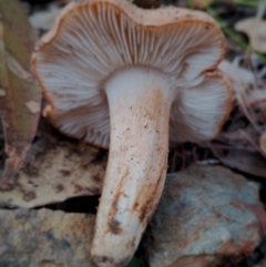 Unverified Cap on a stem; gills below cap [mushrooms or mushroom-like] at Bodalla State Forest - 9 May 2024 by Teresa