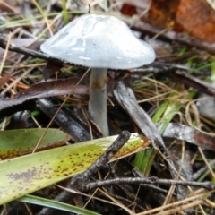 Unidentified Cap on a stem; gills below cap [mushrooms or mushroom-like] at Charleys Forest, NSW - 9 May 2024 by arjay