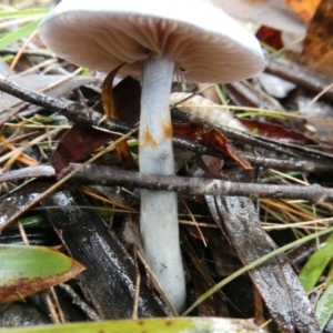 Cortinarius sp. - lilac, blue(ish), purple(ish) at QPRC LGA - 9 May 2024