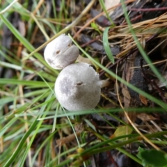 Unidentified Cap on a stem; gills below cap [mushrooms or mushroom-like] at Charleys Forest, NSW - 9 May 2024 by arjay