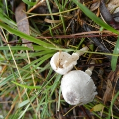 Lepiota s.l. at QPRC LGA - suppressed