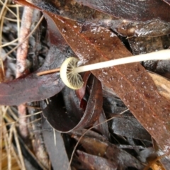 Unidentified Cap on a stem; gills below cap [mushrooms or mushroom-like] at Charleys Forest, NSW - 9 May 2024 by arjay