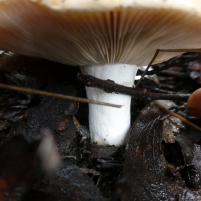 Russula sp. at Charleys Forest, NSW - 9 May 2024 by arjay