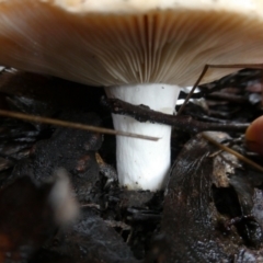 Unidentified Cap on a stem; gills below cap [mushrooms or mushroom-like] at Charleys Forest, NSW - 9 May 2024 by arjay