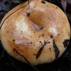 Russula sp. (genus) at QPRC LGA - 9 May 2024