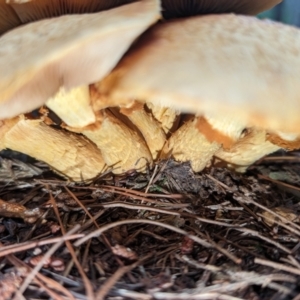 Gymnopilus junonius at Giralang, ACT - 10 May 2024