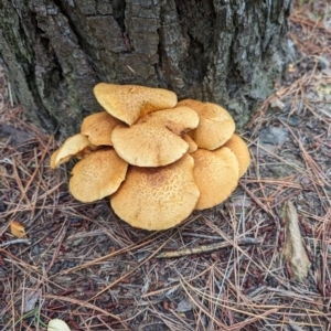 Gymnopilus junonius at Giralang, ACT - 10 May 2024