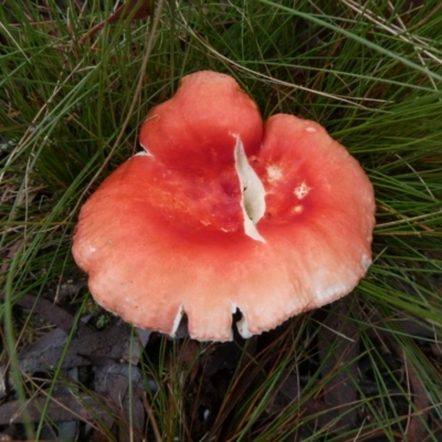 Unidentified Cap on a stem; gills below cap [mushrooms or mushroom-like] at QPRC LGA - 9 May 2024 by arjay