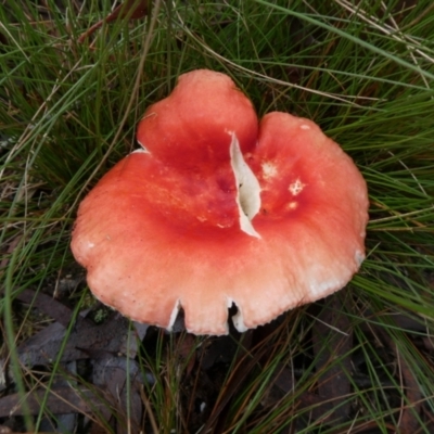 Russula sp. (Russula) at Mongarlowe River - 9 May 2024 by arjay