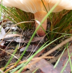 Russula sp. (genus) at QPRC LGA - 9 May 2024