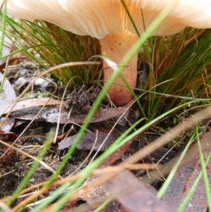 Russula sp. (genus) at QPRC LGA - suppressed