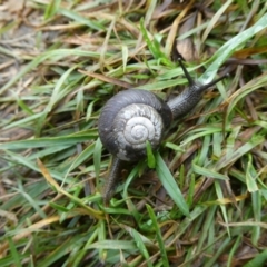 Galadistes molong (Molong Woodland Snail) at QPRC LGA - 6 May 2024 by arjay