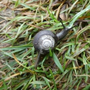 Unidentified Snail or Slug (Gastropoda) at suppressed by arjay
