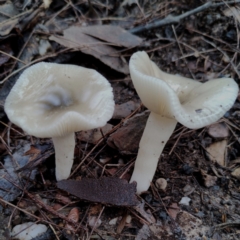 Clitocybe s.l. at Bodalla State Forest - 9 May 2024 by Teresa