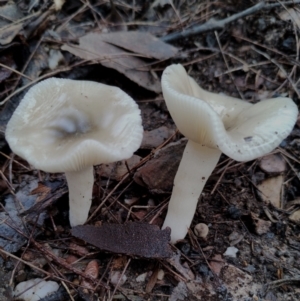 Clitocybe s.l. at suppressed by Teresa