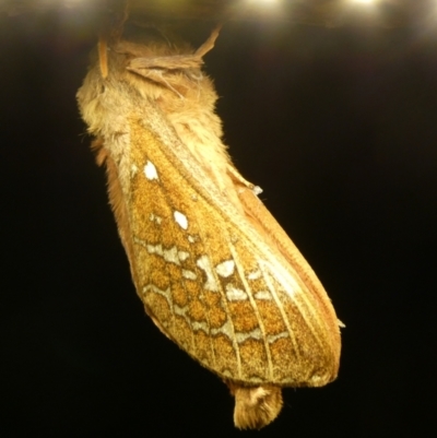 Oxycanus australis at Charleys Forest, NSW - 5 May 2024 by arjay