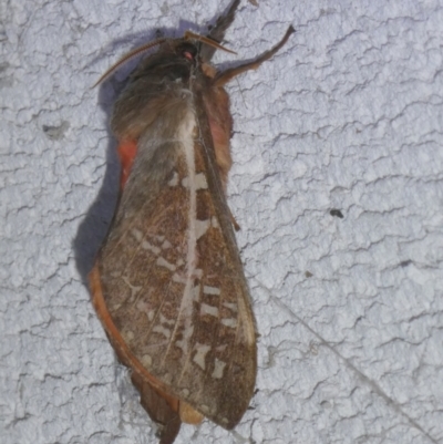 Oxycanus australis (Southern Oxycanus) at Charleys Forest, NSW - 5 May 2024 by arjay