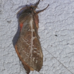 Unidentified Swift and Ghost moth (Hepialidae) at Mongarlowe River - 5 May 2024 by arjay