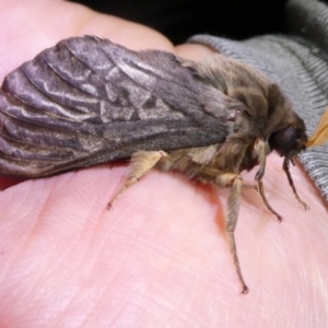 Oxycanus antipoda at QPRC LGA - 5 May 2024